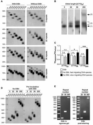 Ethidium Bromide Modifies The Agarose Electrophoretic Mobility of CAG•CTG Alternative DNA Structures Generated by PCR